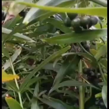 优质黄精种子大量出售