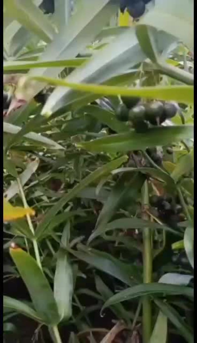 优质黄精种子大量出售