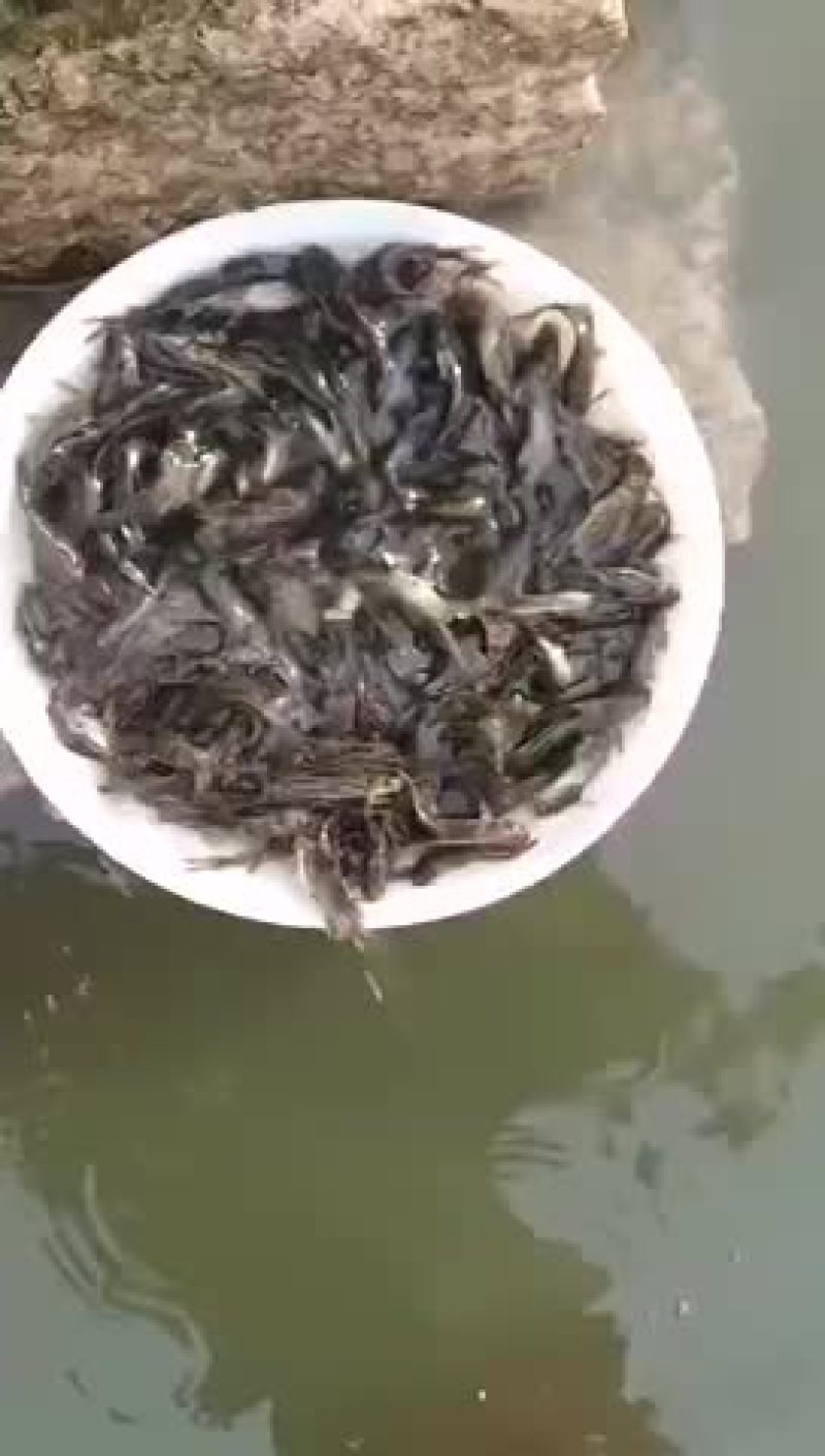 黄骨鱼、黄丫角快大鱼种