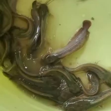 三黄塘鲺苗、货源充足