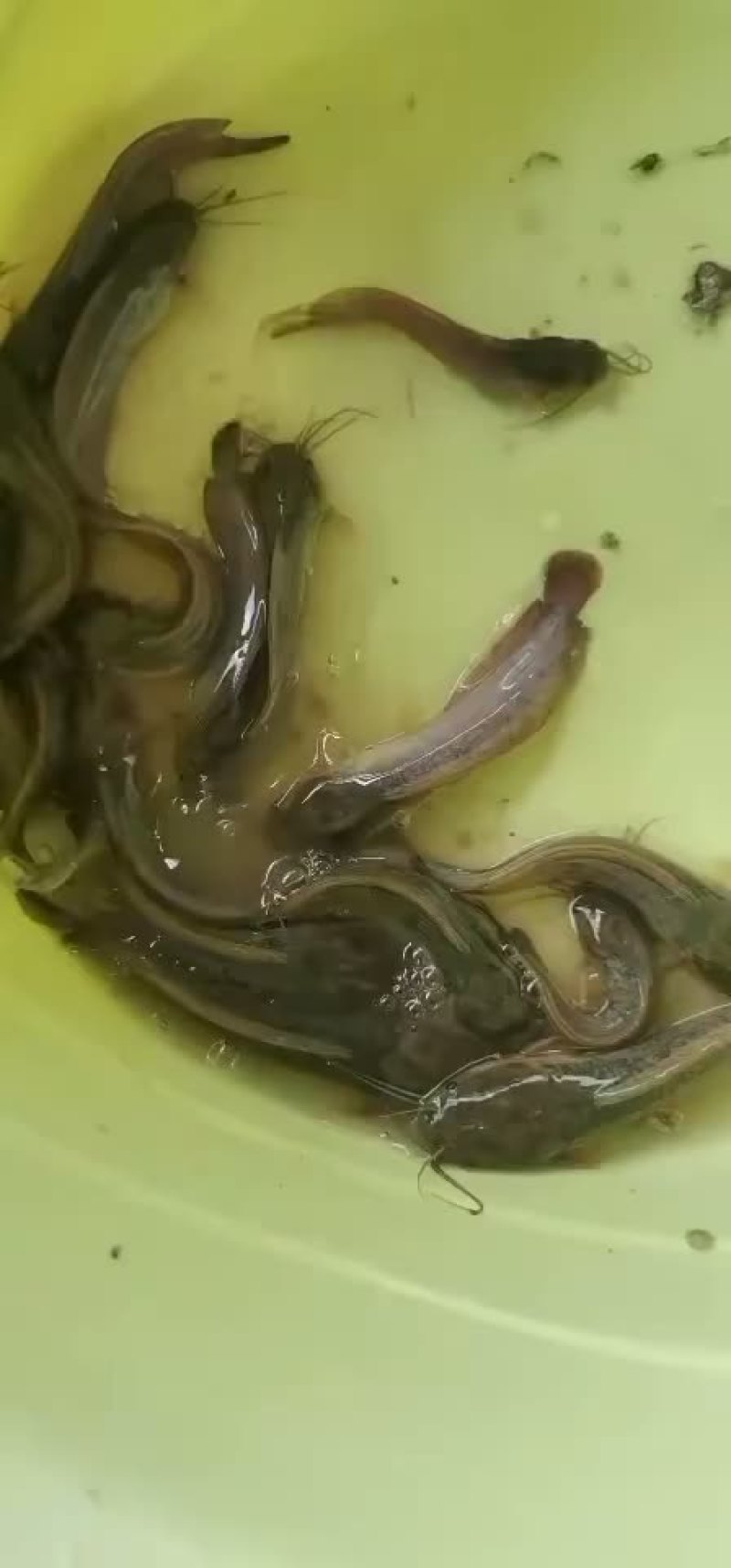 三黄塘鲺苗、货源充足