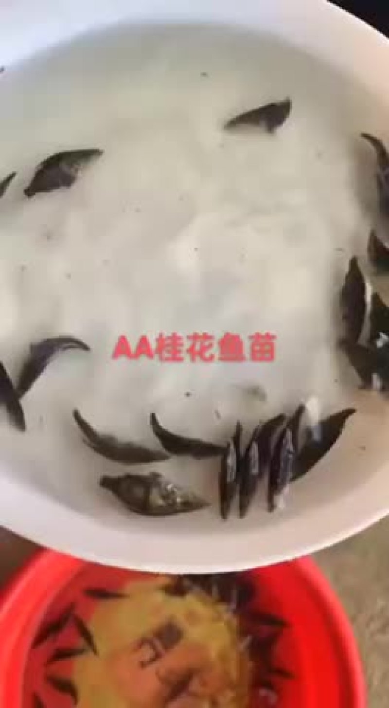 快大桂花鱼！！！！！