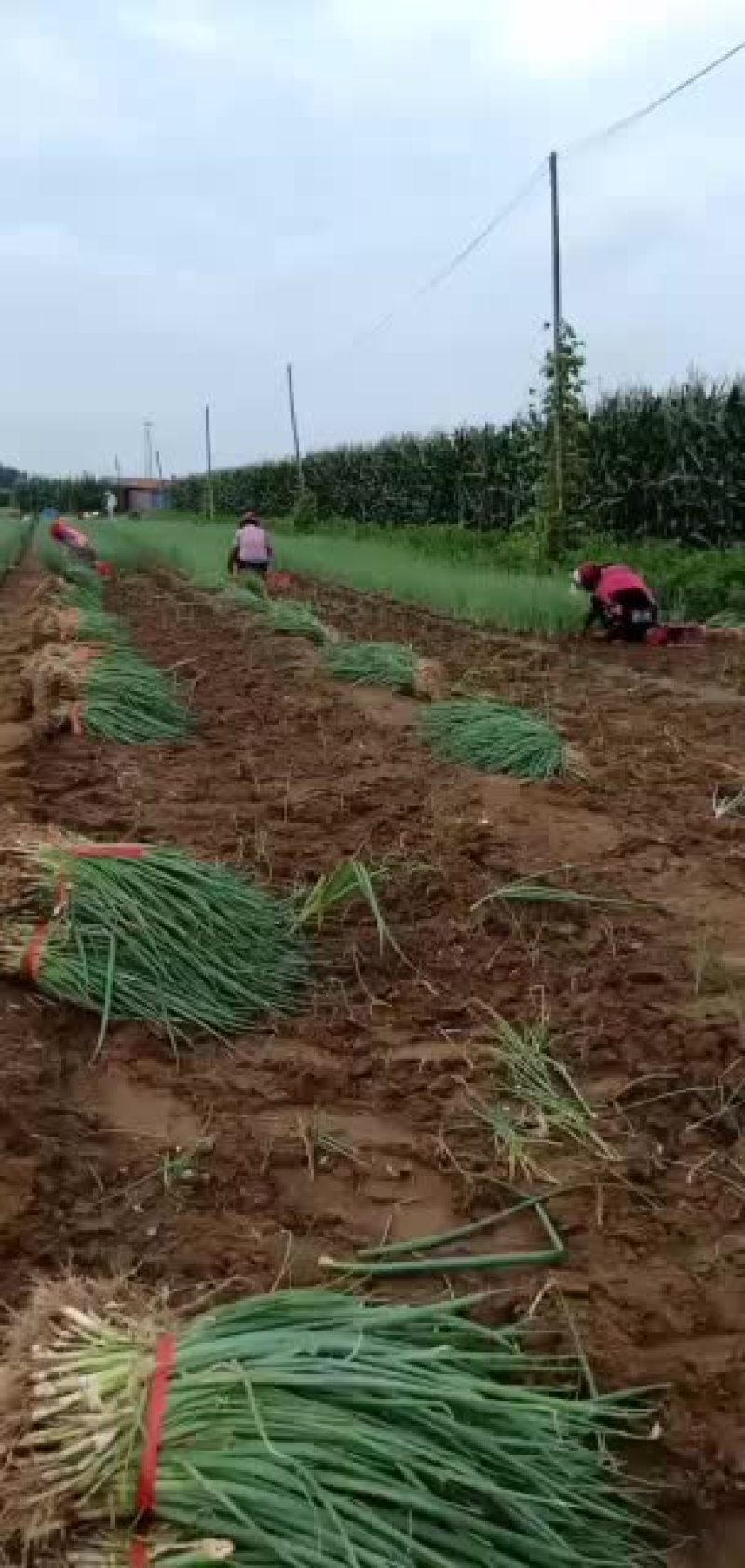 葱苗30cm以上，日本铁杆葱苗，保质保量