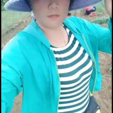 葱苗30cm以上，日本铁杆葱苗，保质保量