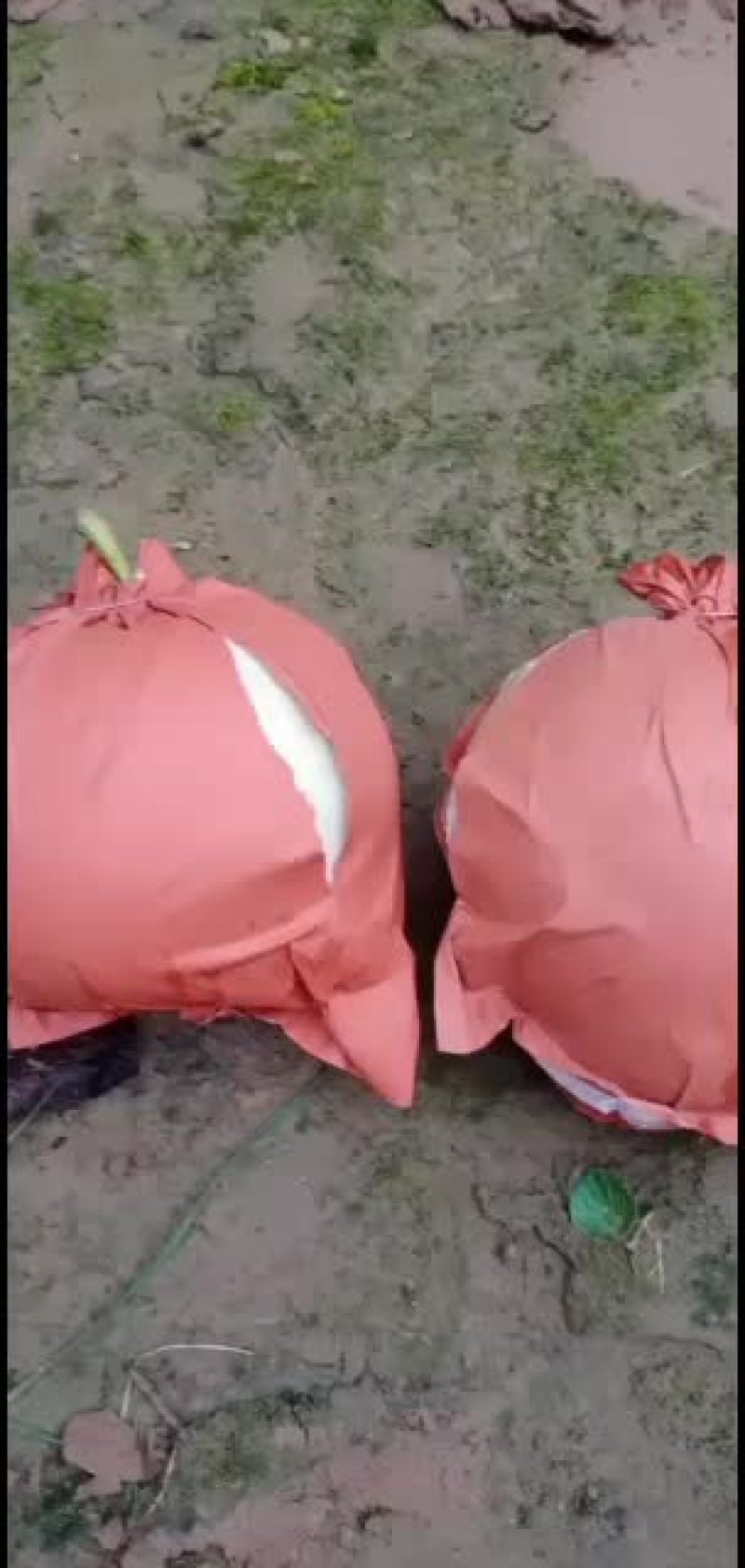 皇冠梨皇冠梨皇冠梨皇冠梨