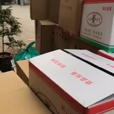 小盆栽。。。。。。。。。。。。。。。。。。。。。。。。。