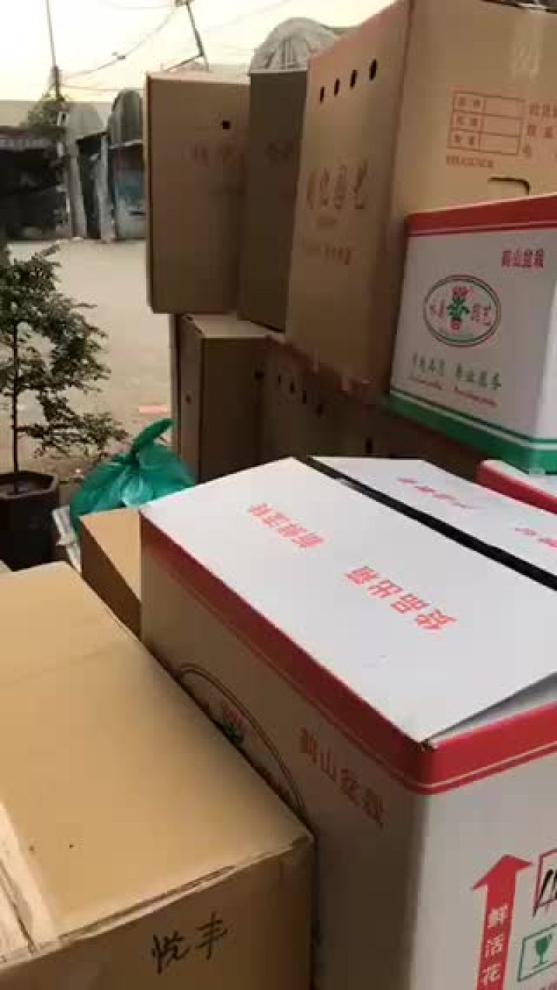 小盆栽。。。。。。。。。。。。。。。。。。。。。。。。。