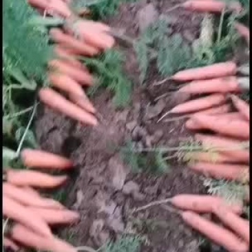 大量精品胡萝卜批发，出售，有意者可联系货品齐全价格不等