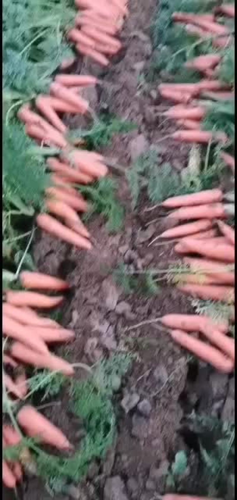 大量精品胡萝卜批发，出售，有意者可联系货品齐全价格不等