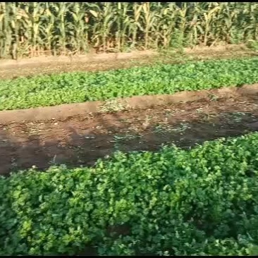 精品香菜出货中需要的及时联系
