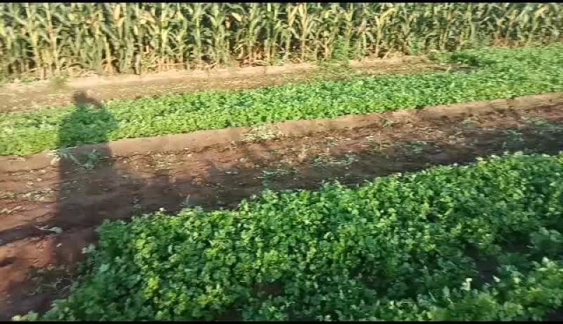精品香菜出货中需要的及时联系