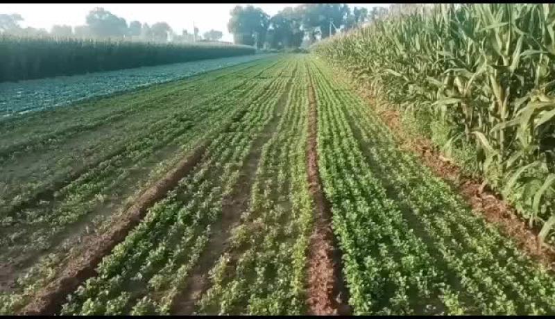 精品香菜出货中需要的及时联系