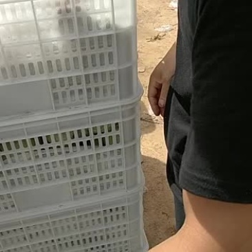 河北邢地区台隆尧县香梨开始采摘欢迎客商洽谈业务