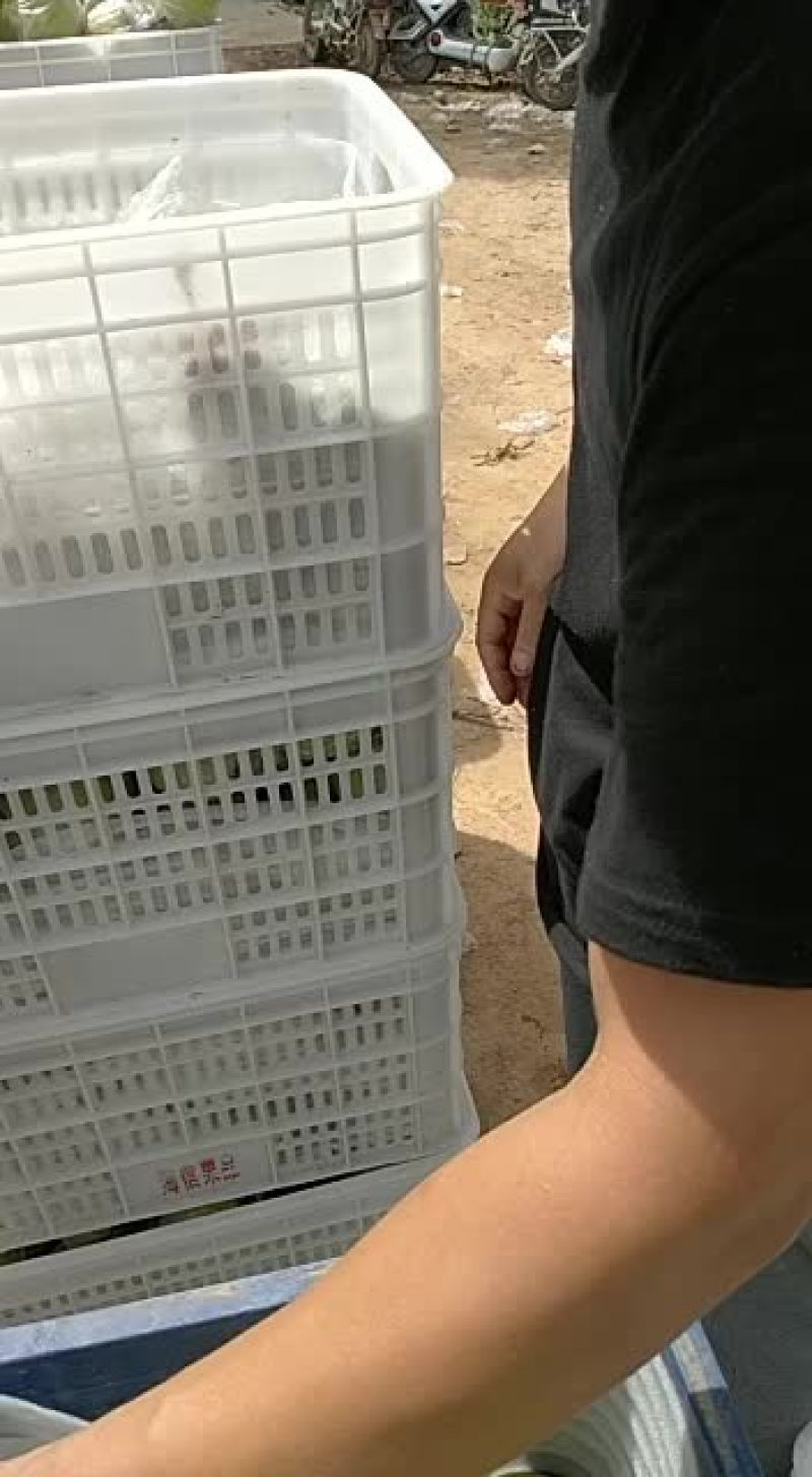 河北邢地区台隆尧县香梨开始采摘欢迎客商洽谈业务