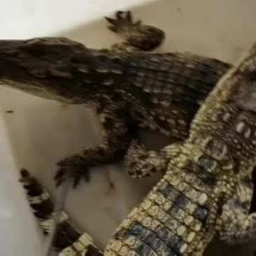精品鳄鱼苗鳄鱼，中型鳄鱼。