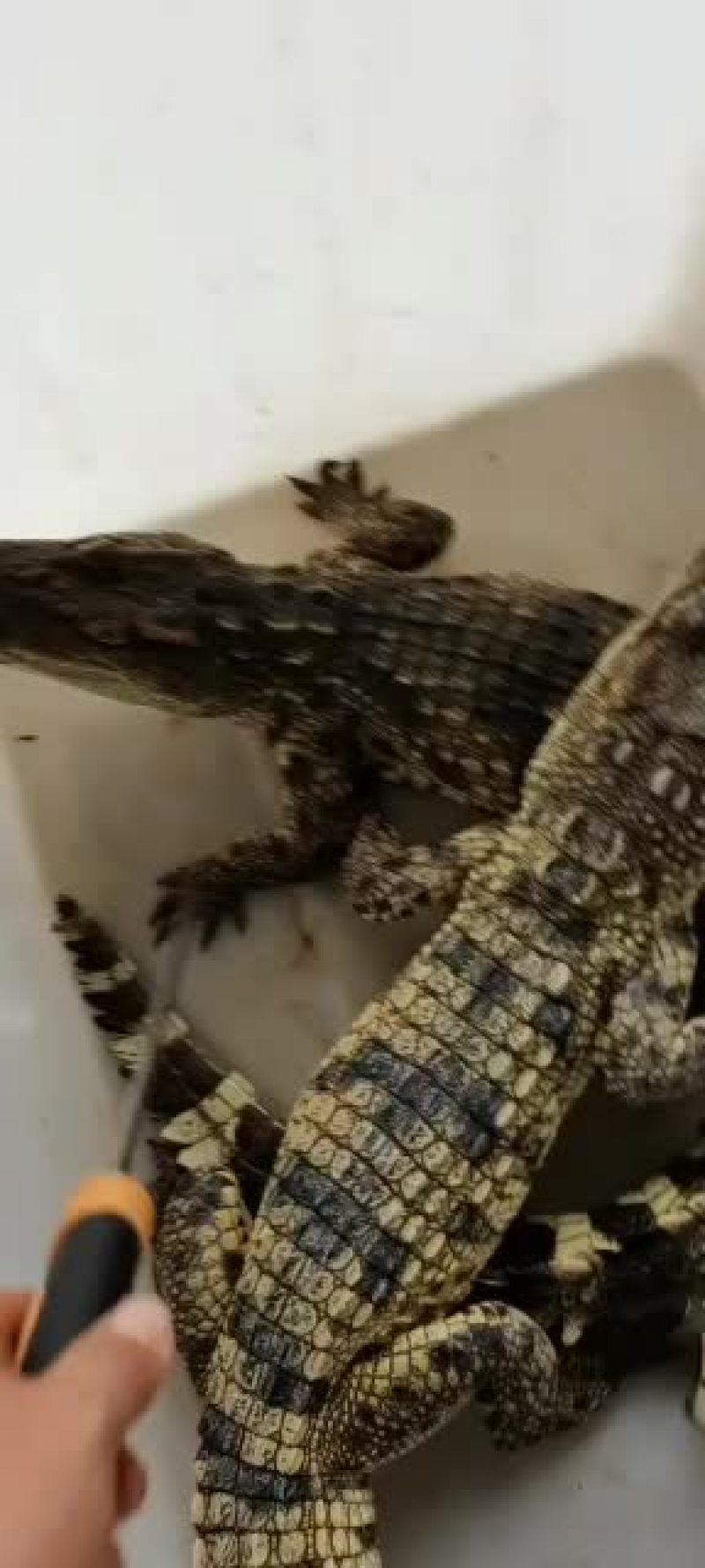 精品鳄鱼苗鳄鱼，中型鳄鱼。