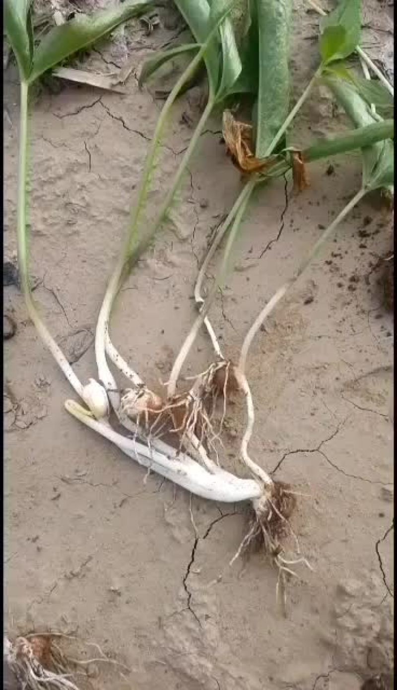 河北优质小叶旱半夏种苗。产量高，易管理病虫害少