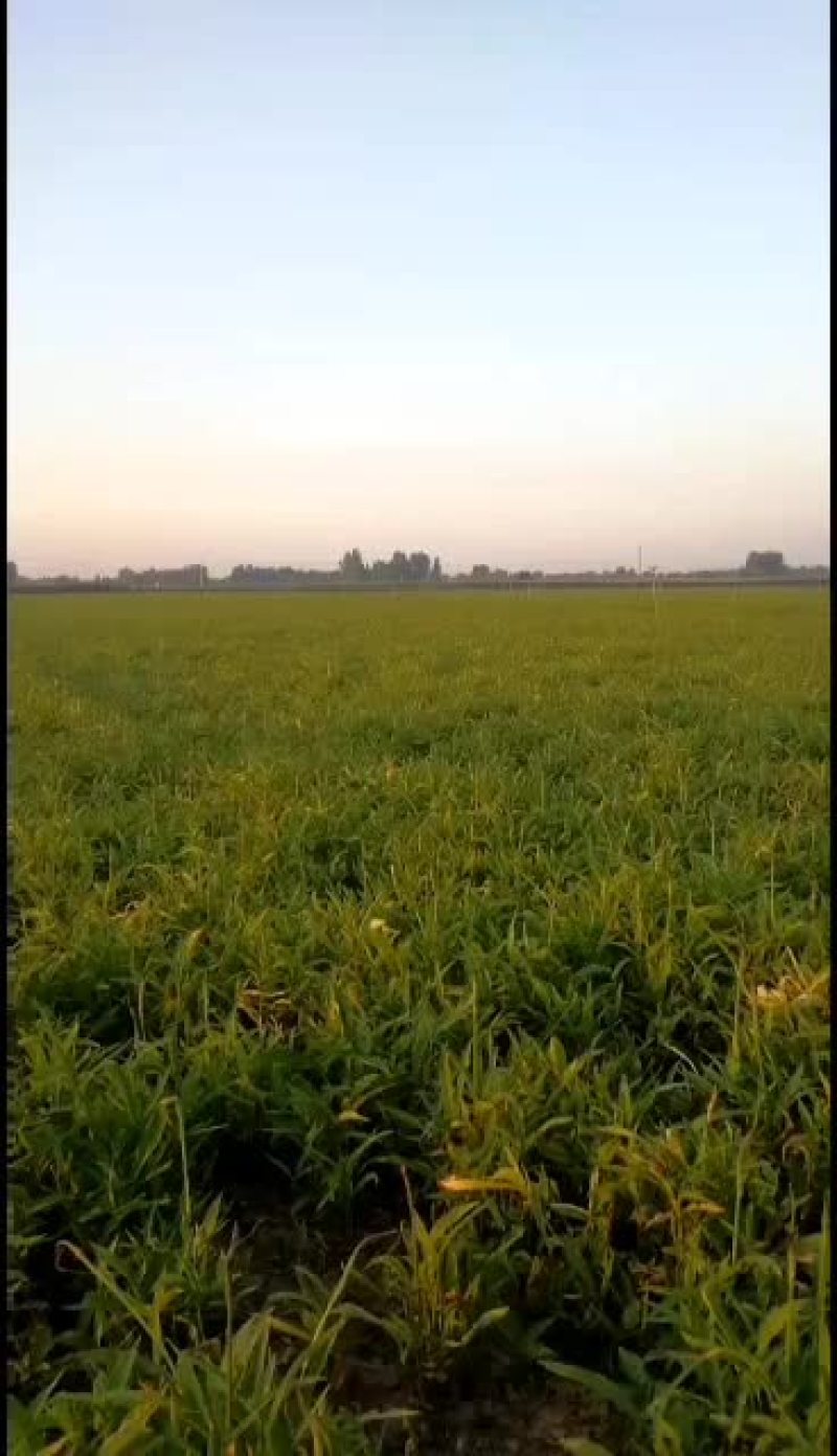 河北优质小叶旱半夏种苗。产量高，易管理病虫害少