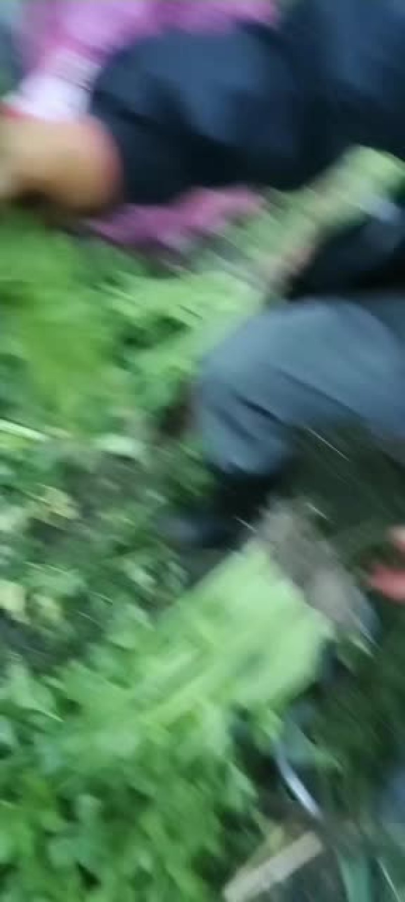 芹菜大量上市欢迎老板前来采购