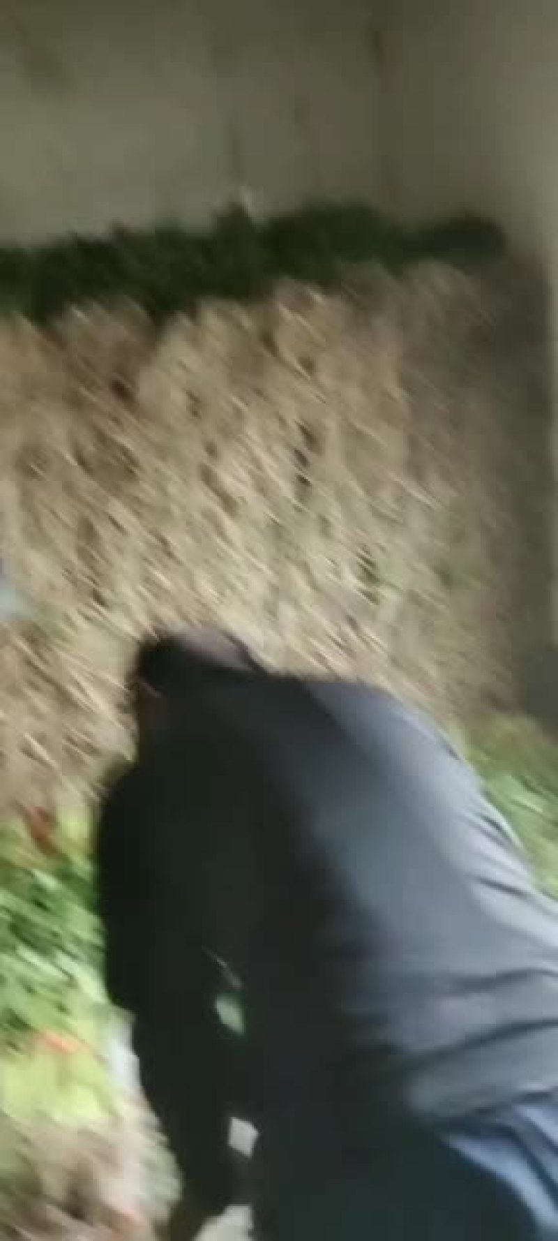 芹菜大量上市欢迎老板前来采购