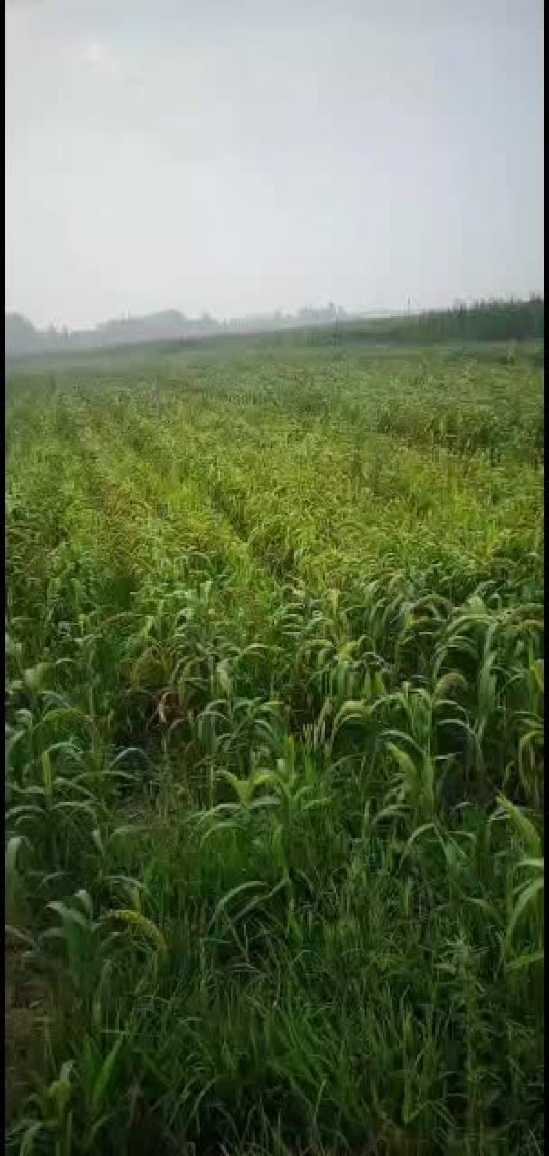 自家种植的谷子。新鲜的小米