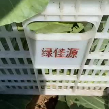 河北张家口地区地区精品中甘21