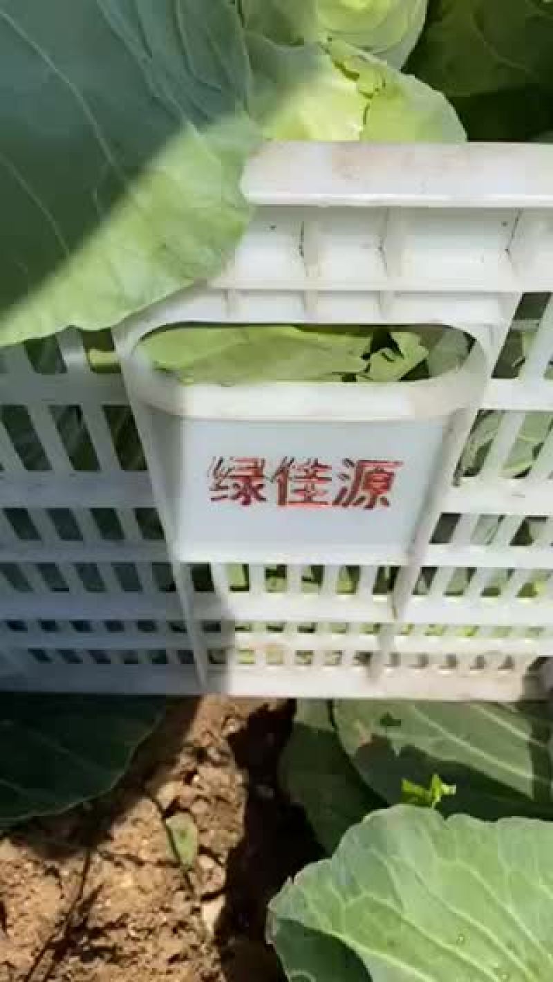 河北张家口地区地区精品中甘21