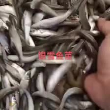 银雪鱼5-7公分靓货