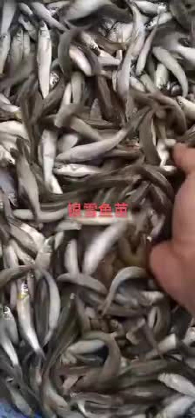 银雪鱼5-7公分靓货