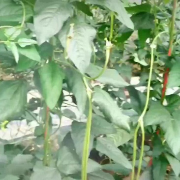 长豇豆西安周边