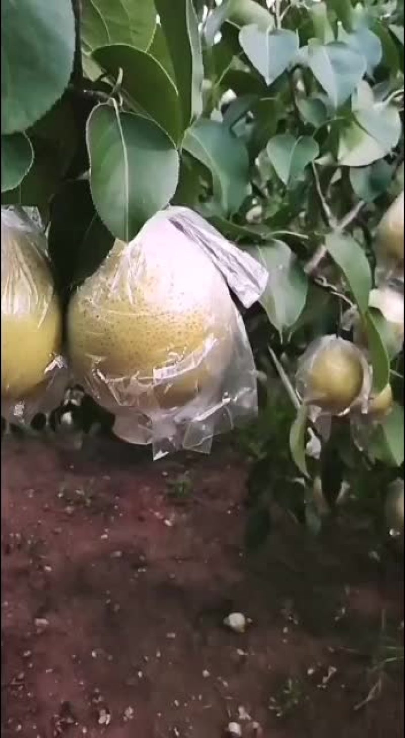 唐山遵化八区大雪花梨