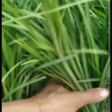 全年出售阔叶麦冬，兰花三七