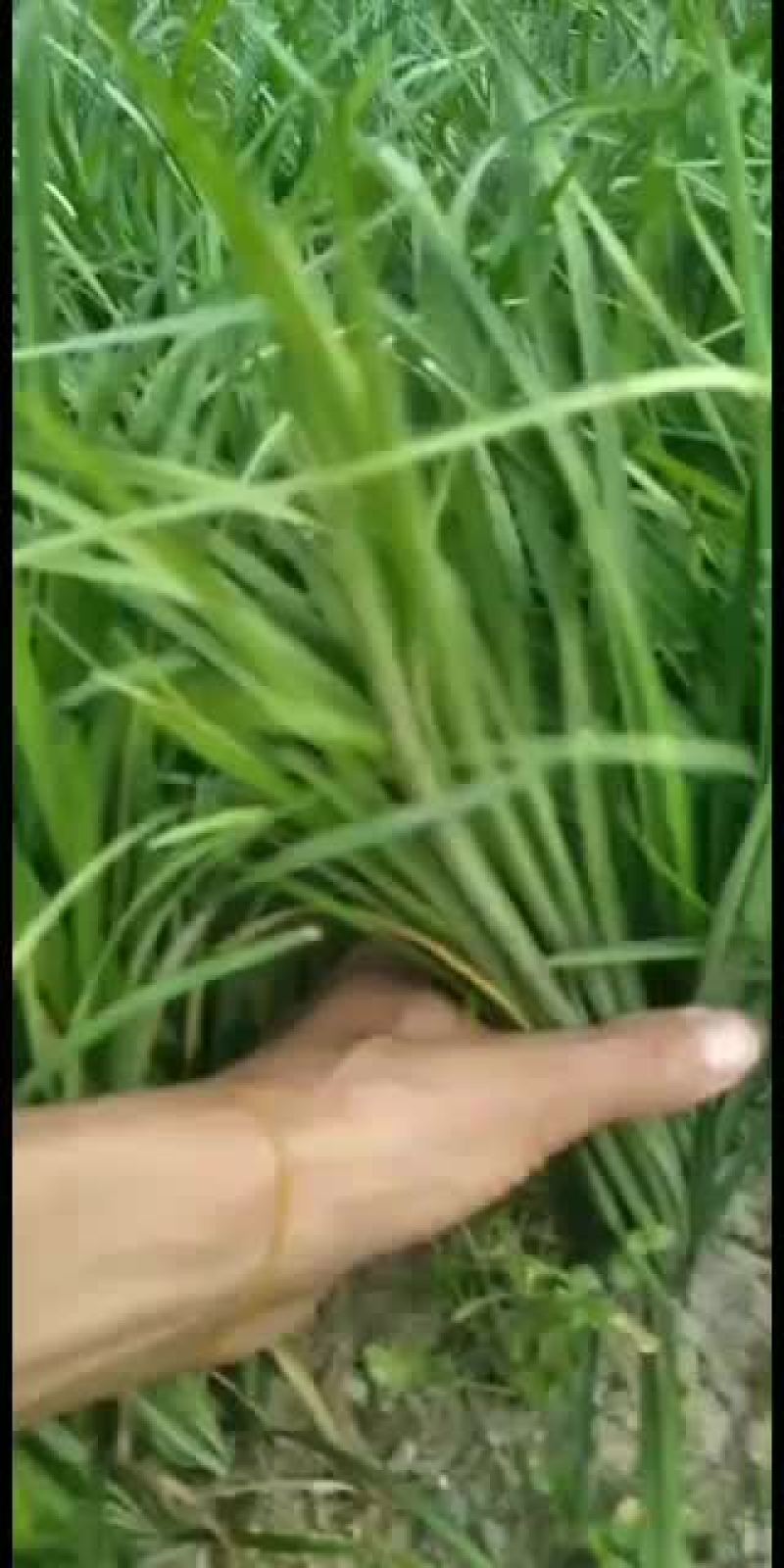 全年出售阔叶麦冬，兰花三七