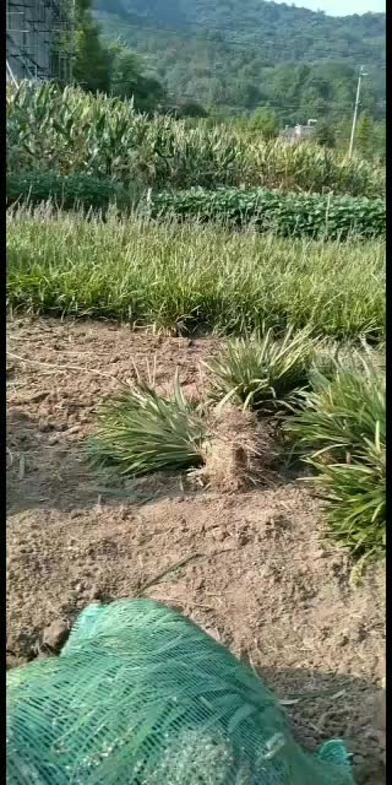 全年出售阔叶麦冬，兰花三七