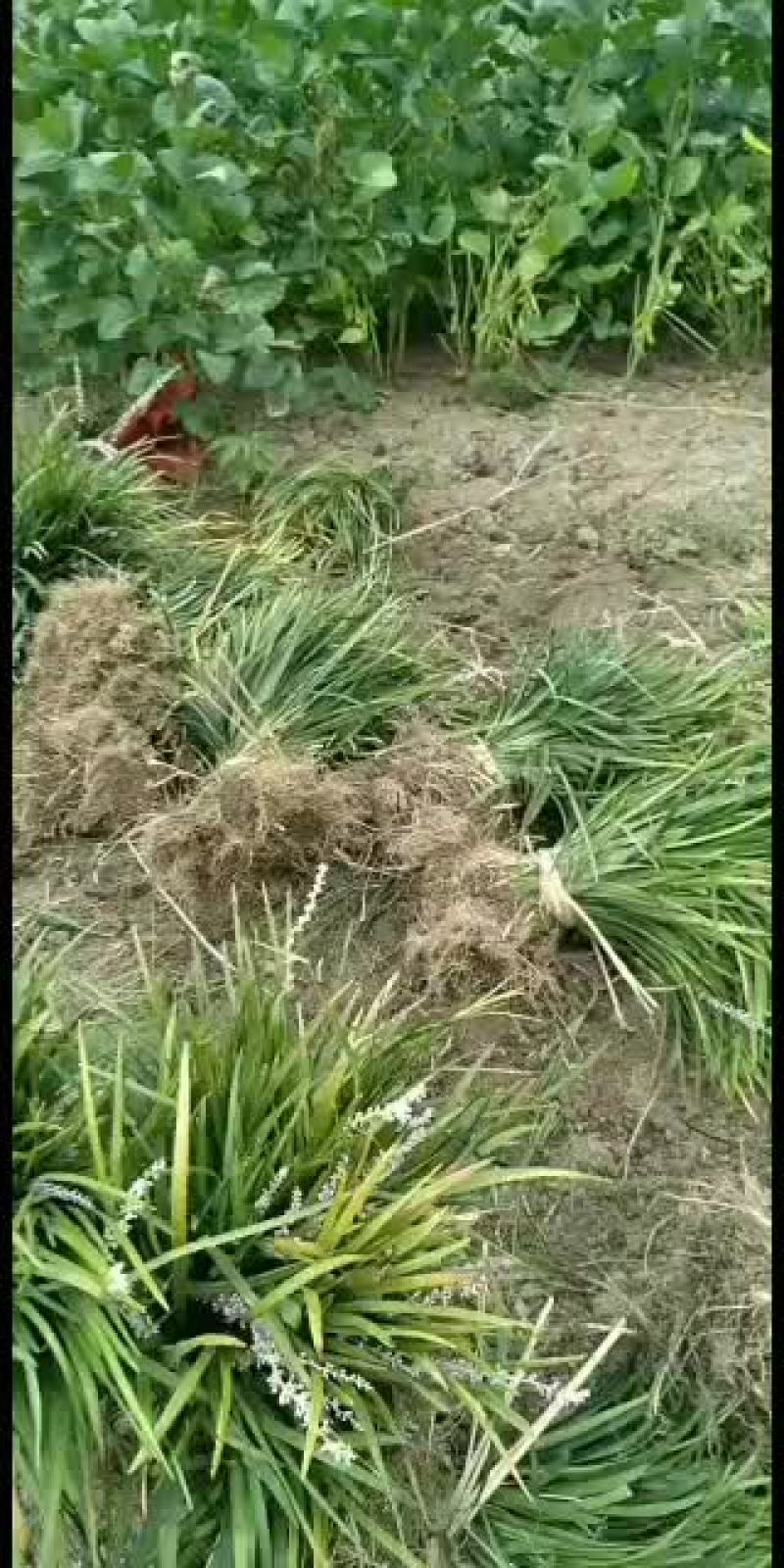 全年出售阔叶麦冬，兰花三七