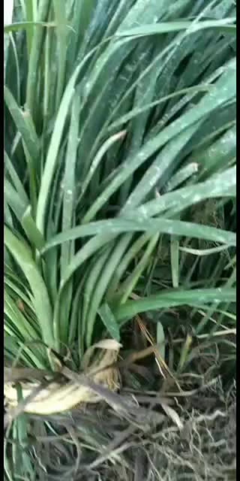 全年出售阔叶麦冬，兰花三七