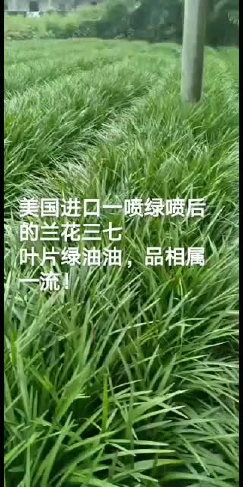 全年出售阔叶麦冬，兰花三七