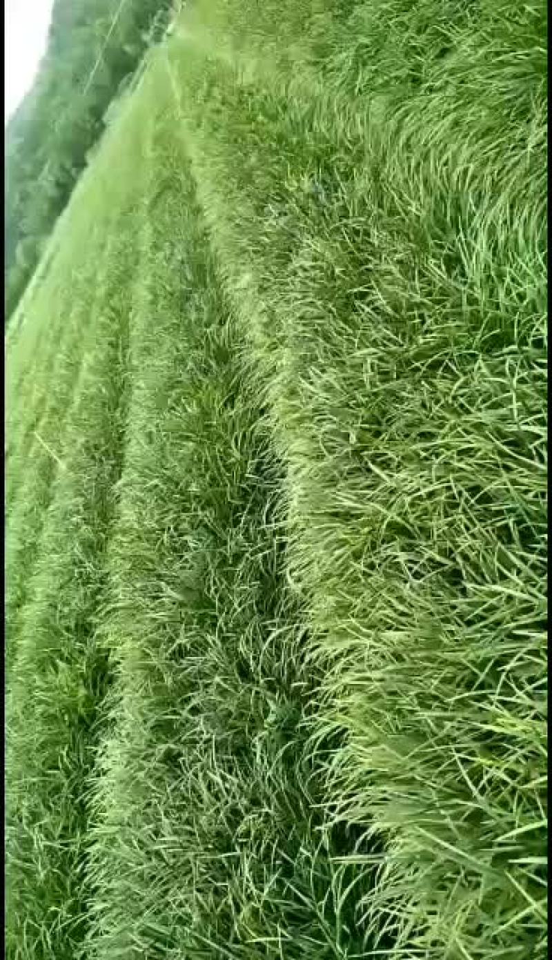 全年出售阔叶麦冬，兰花三七