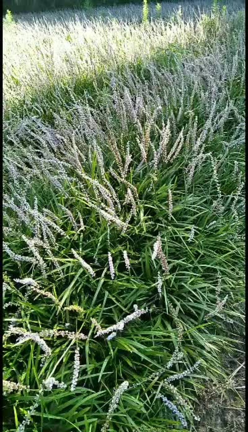 全年出售阔叶麦冬，兰花三七