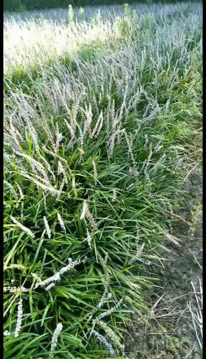 全年出售阔叶麦冬，兰花三七