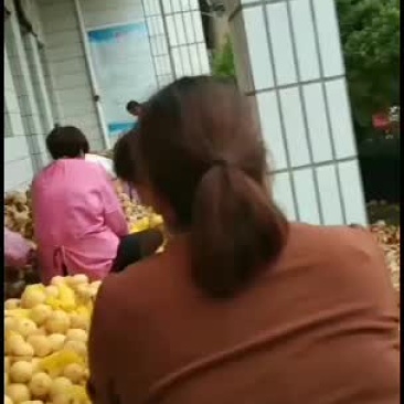 黄桃大量开始上市了！口感好！
