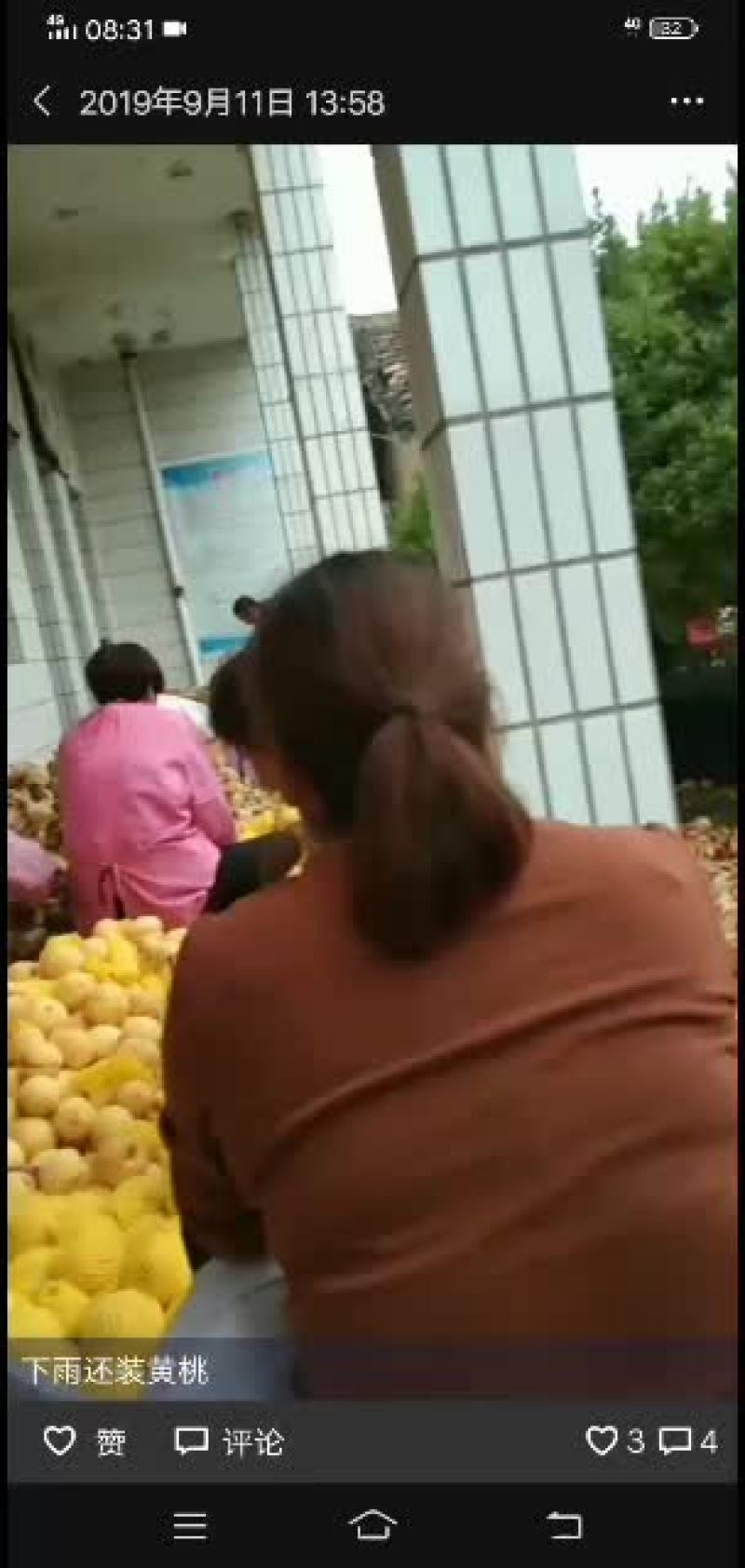 黄桃大量开始上市了！口感好！
