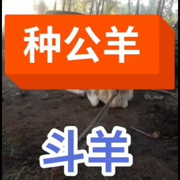 嘉祥县洪昆牛羊繁殖基地
