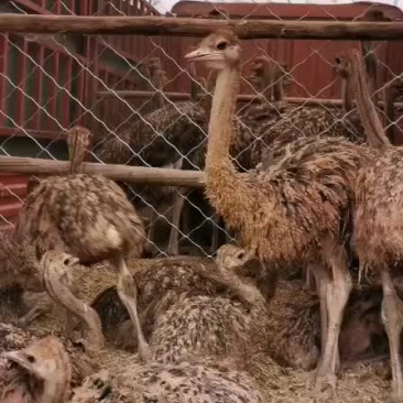 有没有喜欢非洲鸵鸟的