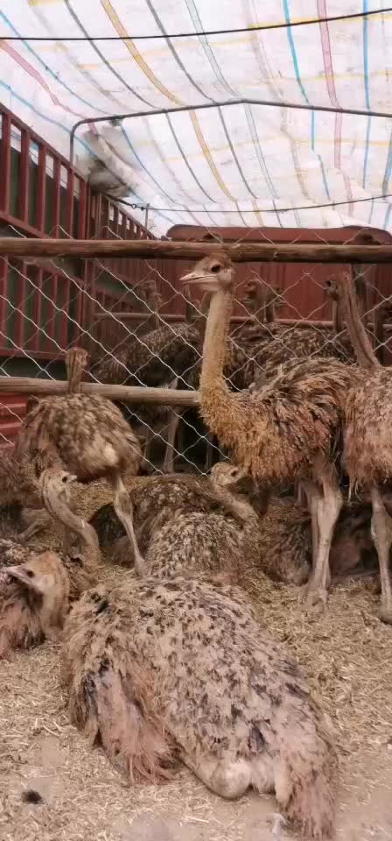 有没有喜欢非洲鸵鸟的