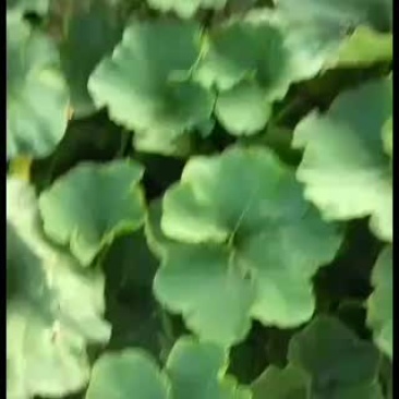 甜蜜南瓜好南瓜品质保证