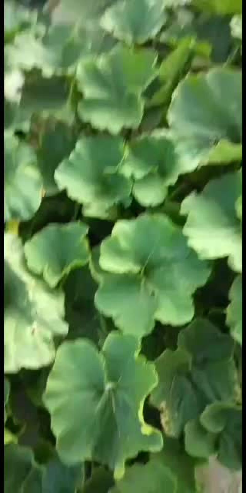 甜蜜南瓜好南瓜品质保证