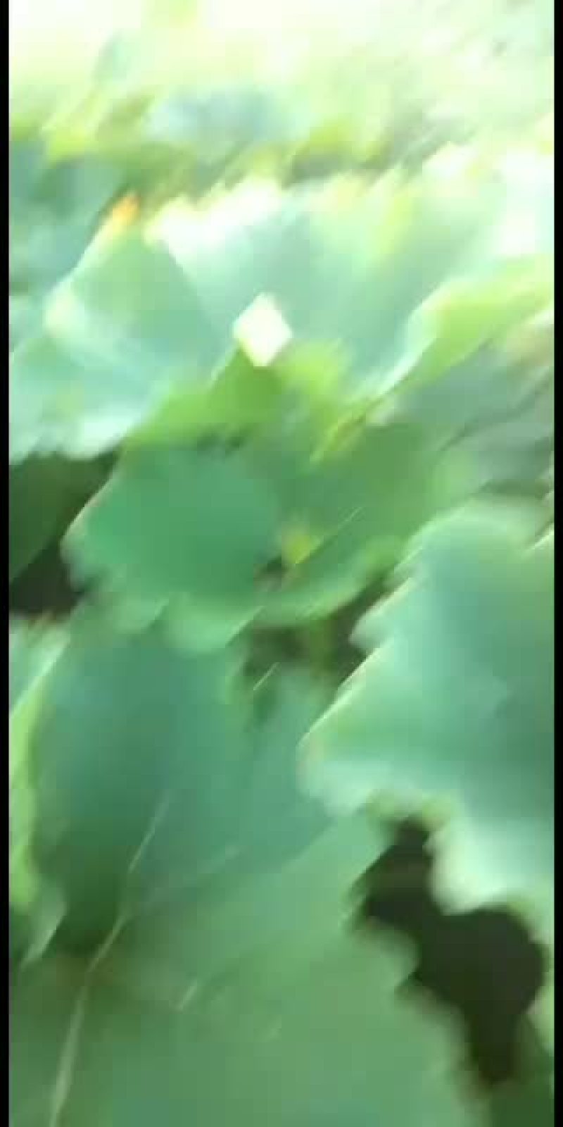 甜蜜南瓜好南瓜品质保证
