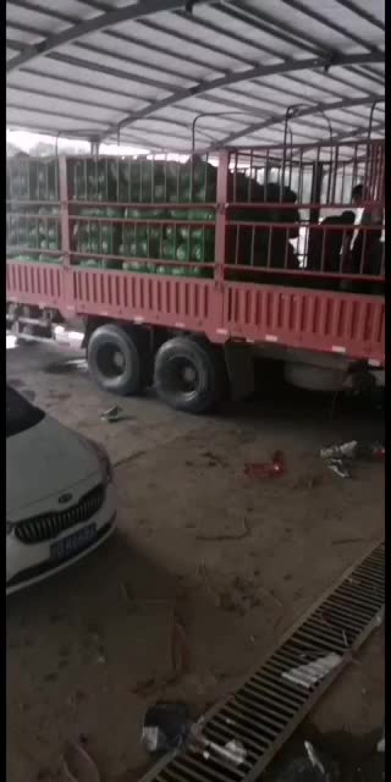 铁头大包菜专供食品厂