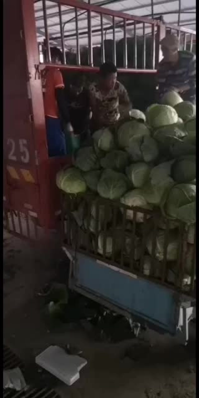 铁头大包菜专供食品厂